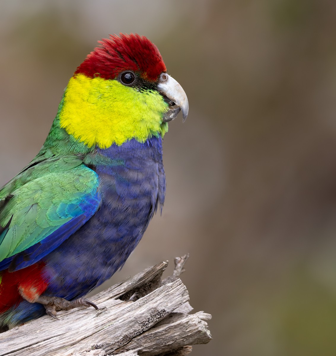 Red-capped Parrot - ML625216218