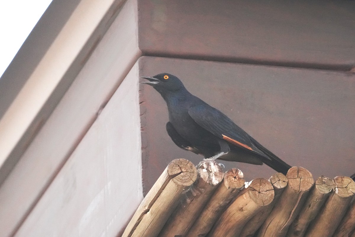 Pale-winged Starling - Bryan Shirley