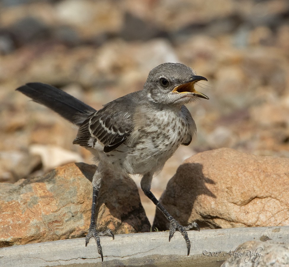 Northern Mockingbird - ML62521631