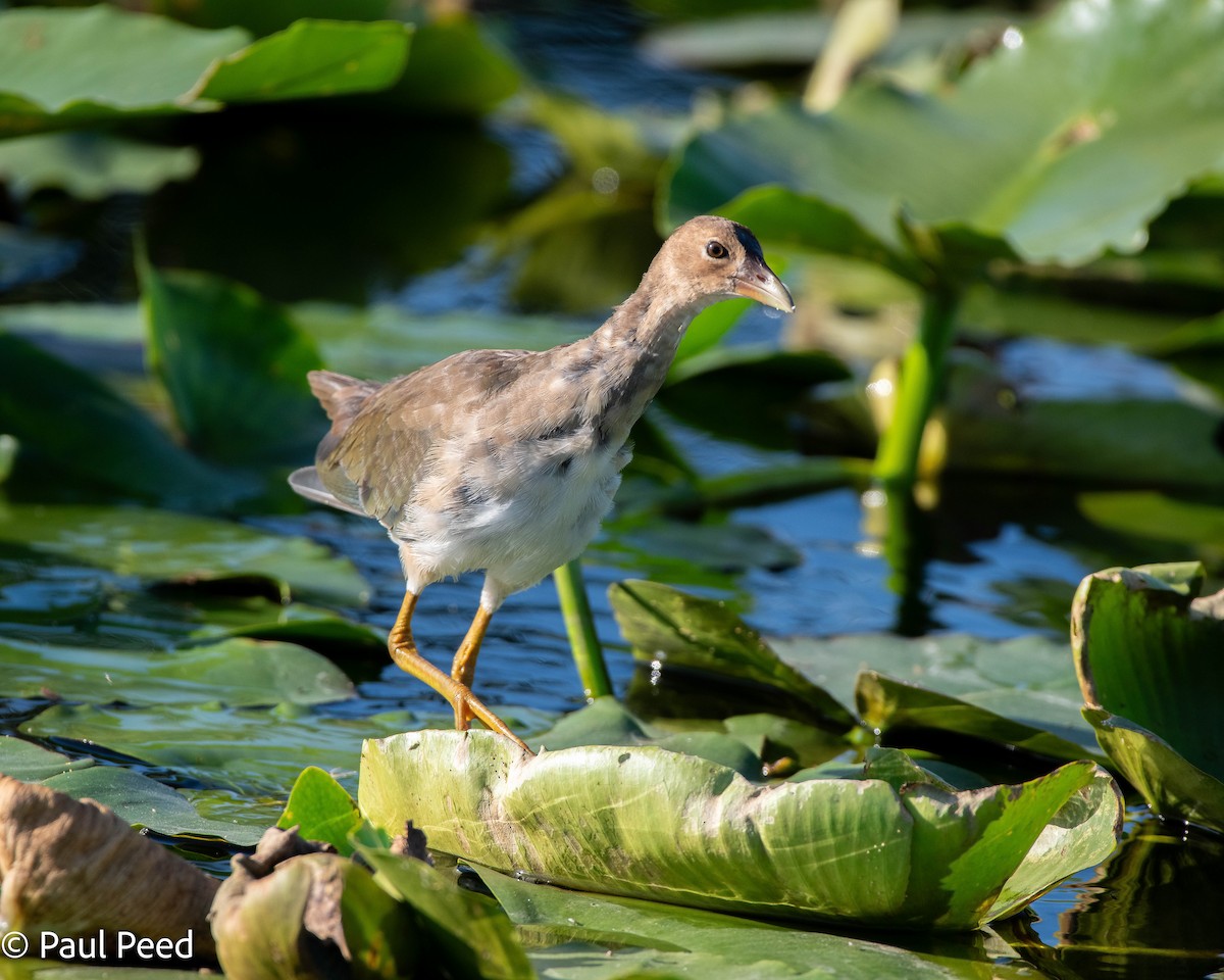Purple Gallinule - ML625216395