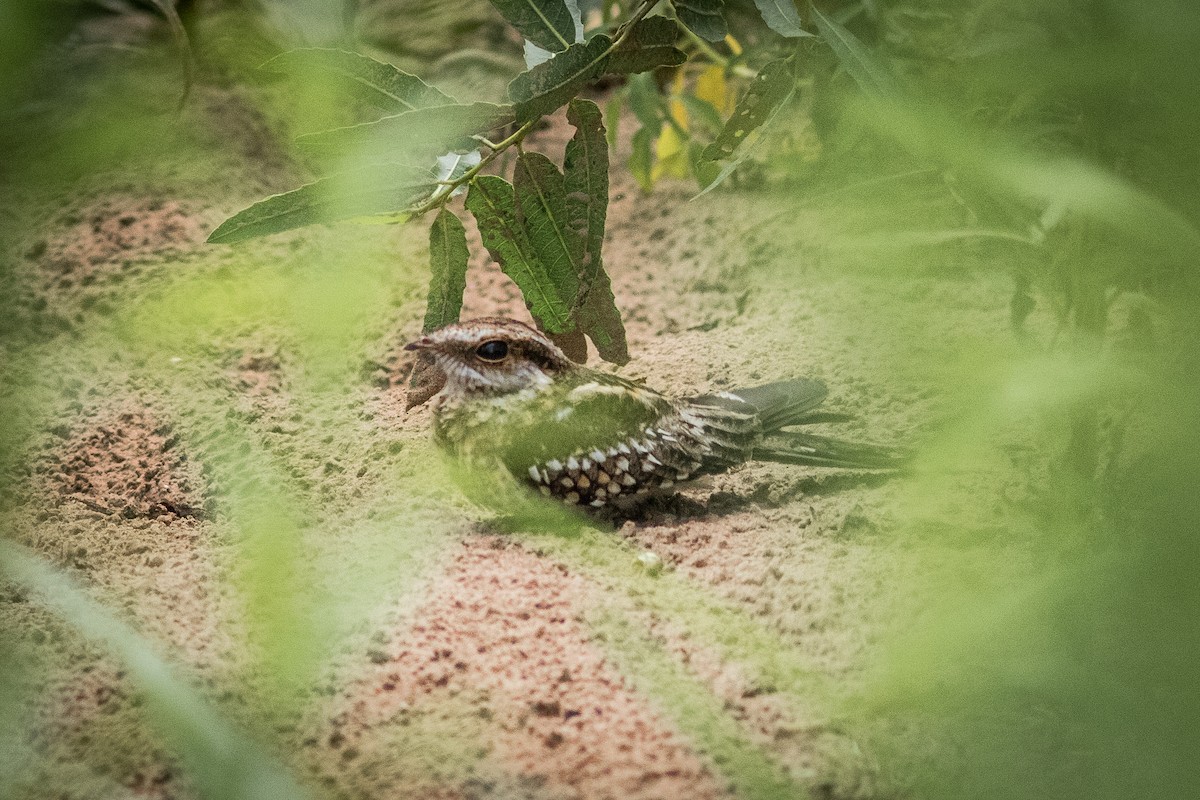 Ladder-tailed Nightjar - ML625216431