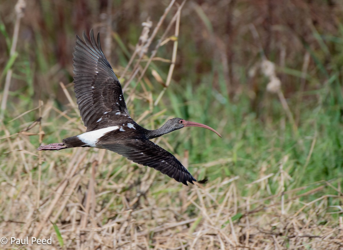 White Ibis - ML625216464