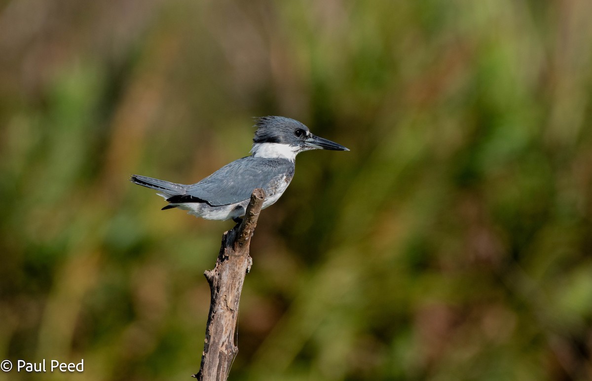 Belted Kingfisher - ML625216509