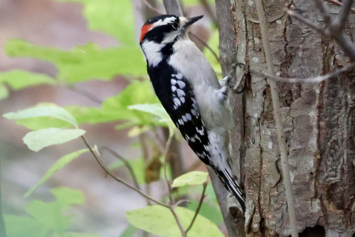 Downy Woodpecker (Eastern) - ML625216568