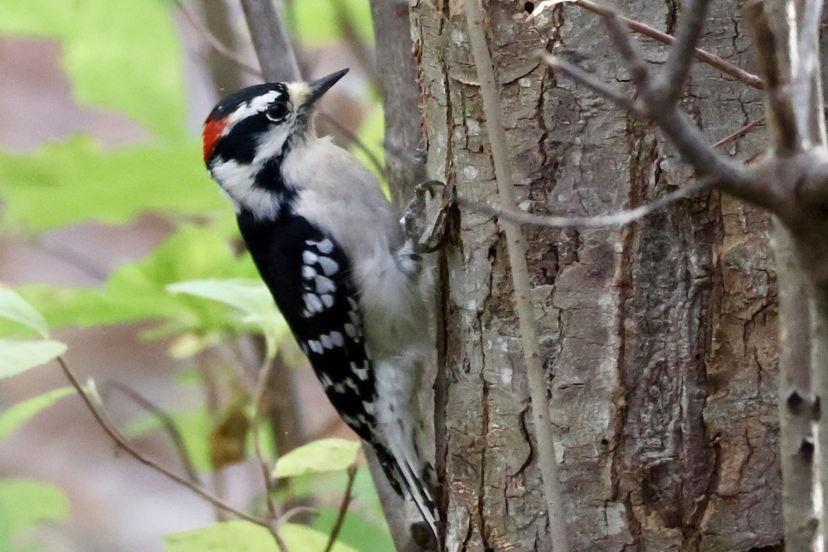 Downy Woodpecker (Eastern) - ML625216569