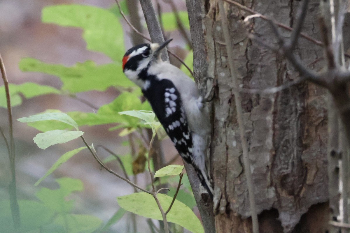 Downy Woodpecker (Eastern) - ML625216570