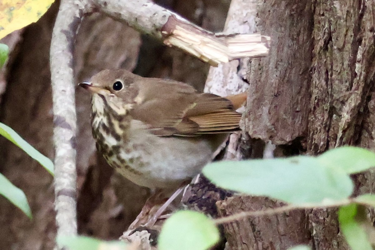 Hermit Thrush - ML625216589