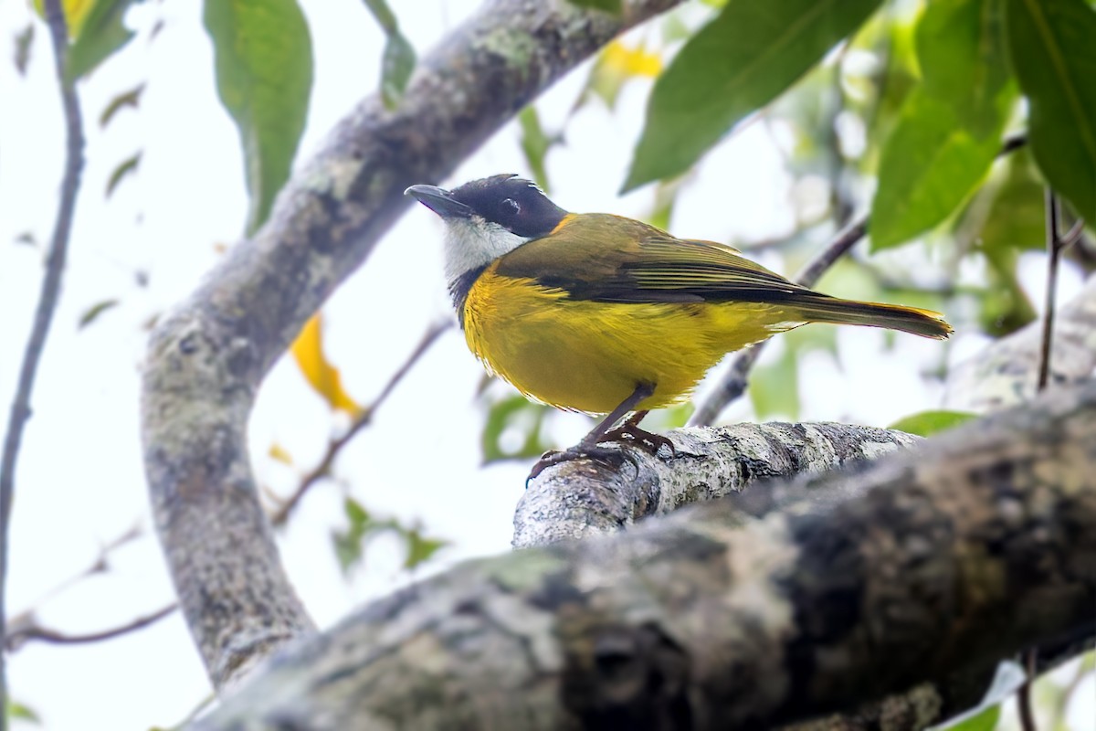 Vanuatu Whistler - ML625216593