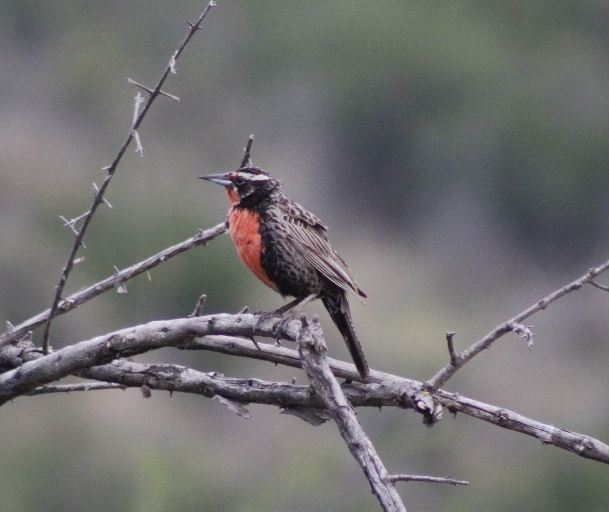Long-tailed Meadowlark - ML625216626