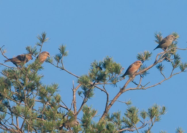 Parrot Crossbill - ML625216756