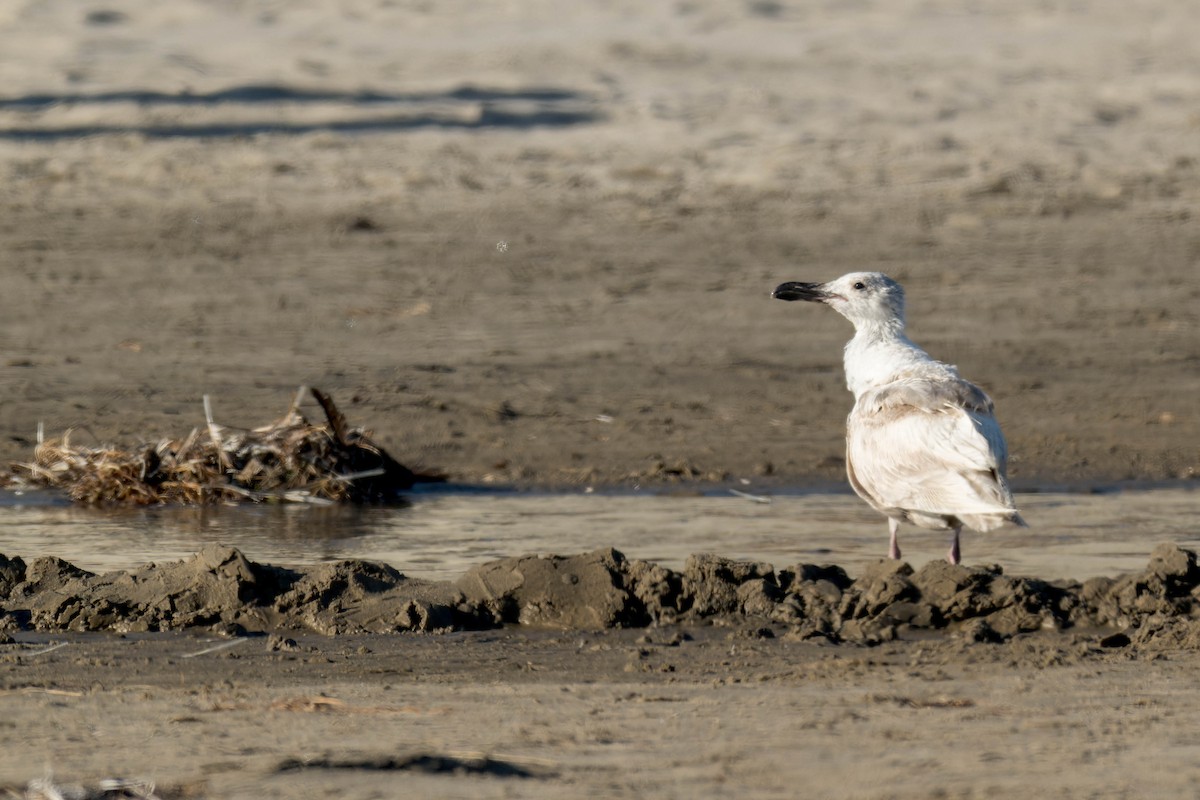 Western/Glaucous-winged Gull - ML625216790