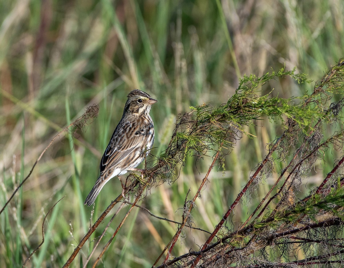 Savannah Sparrow - ML625216804