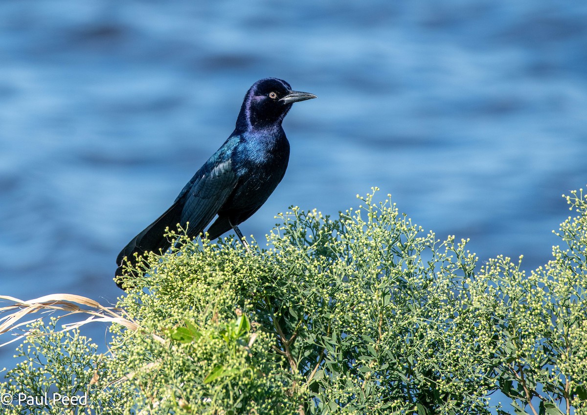 Boat-tailed Grackle - ML625216838
