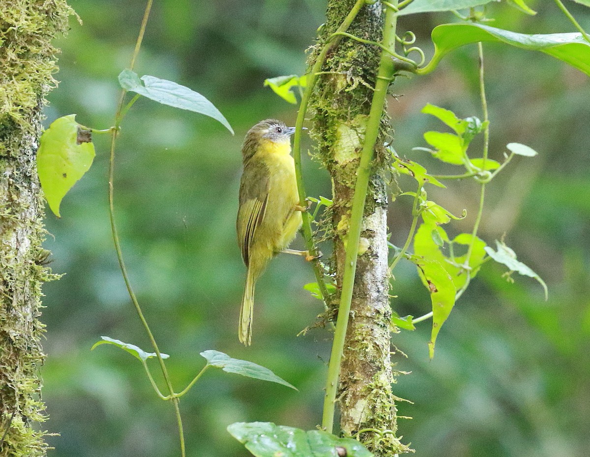 Wedge-tailed Jery - ML625216863