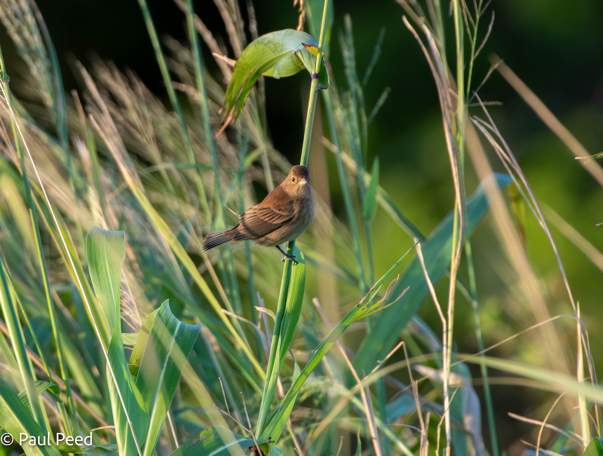 Indigo Bunting - ML625216874