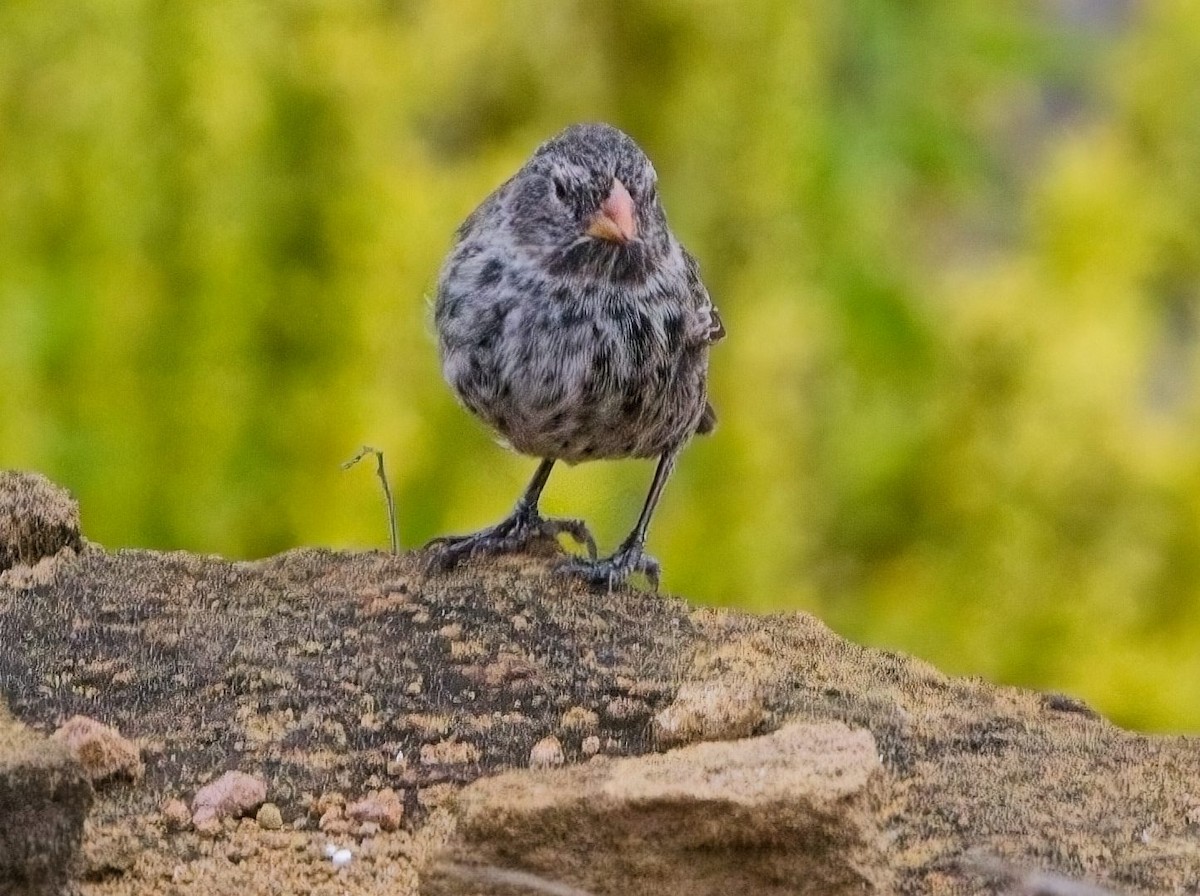 Medium Ground-Finch - ML625217068