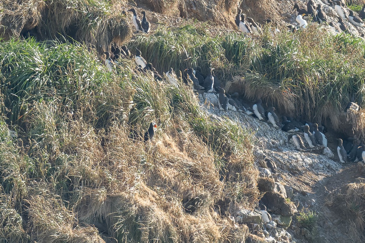 Tufted Puffin - ML625217122