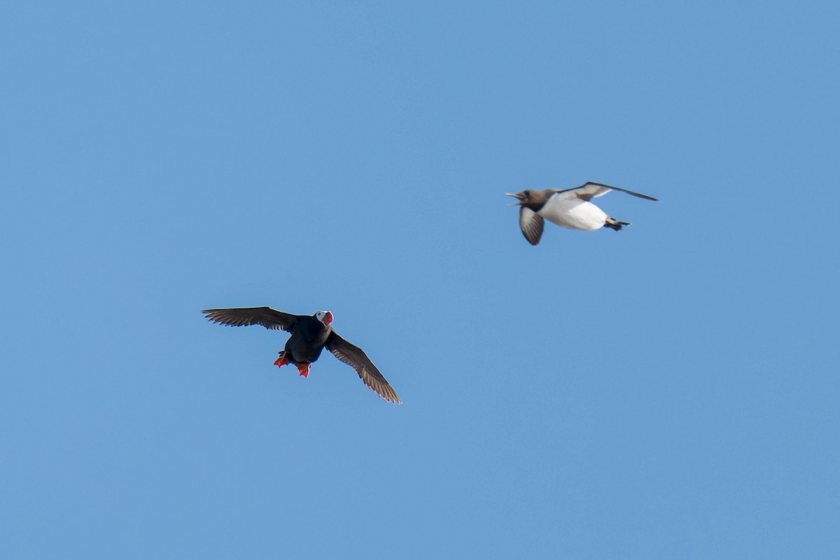 Tufted Puffin - ML625217123