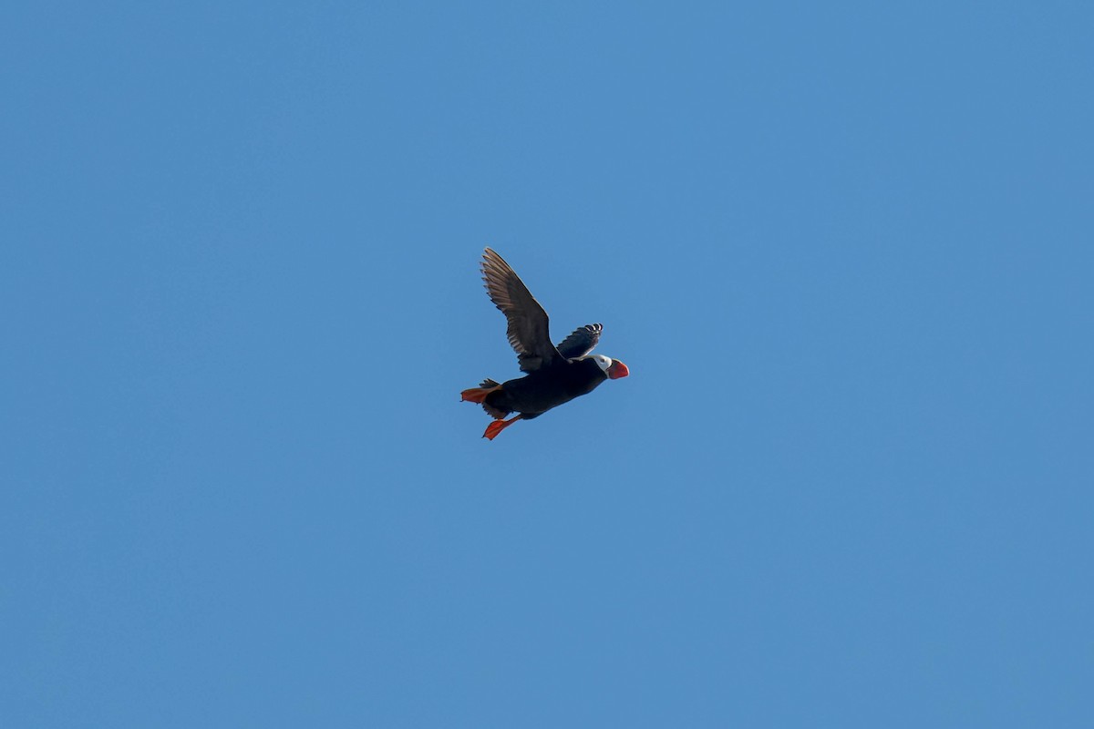 Tufted Puffin - ML625217124