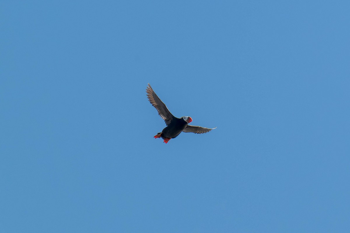 Tufted Puffin - ML625217125