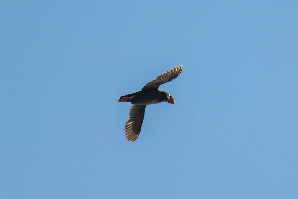 Tufted Puffin - ML625217126