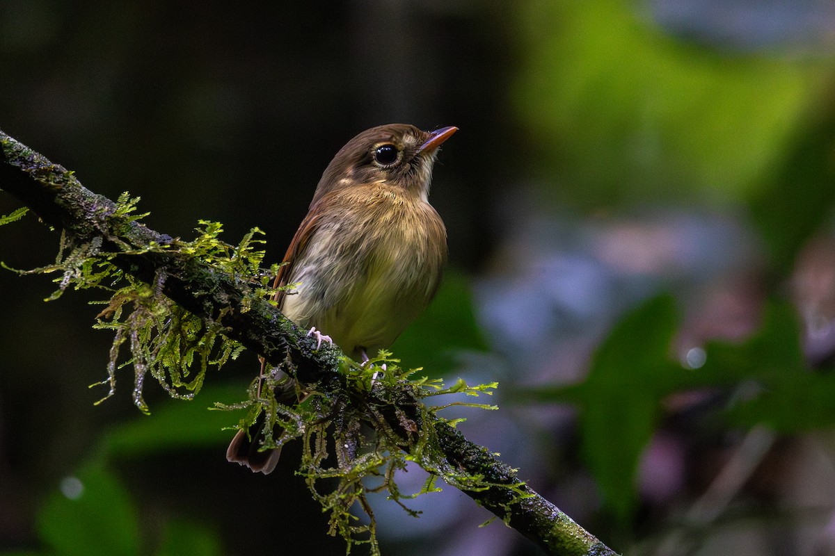 Russet-winged Spadebill - ML625217133