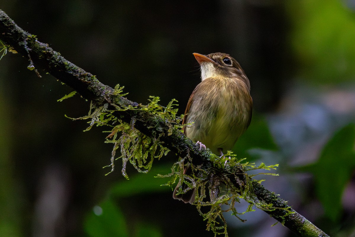 Russet-winged Spadebill - ML625217134