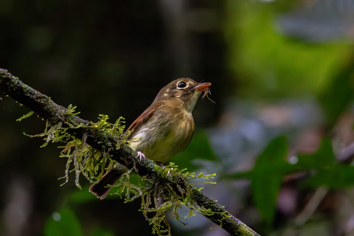 Russet-winged Spadebill - ML625217135