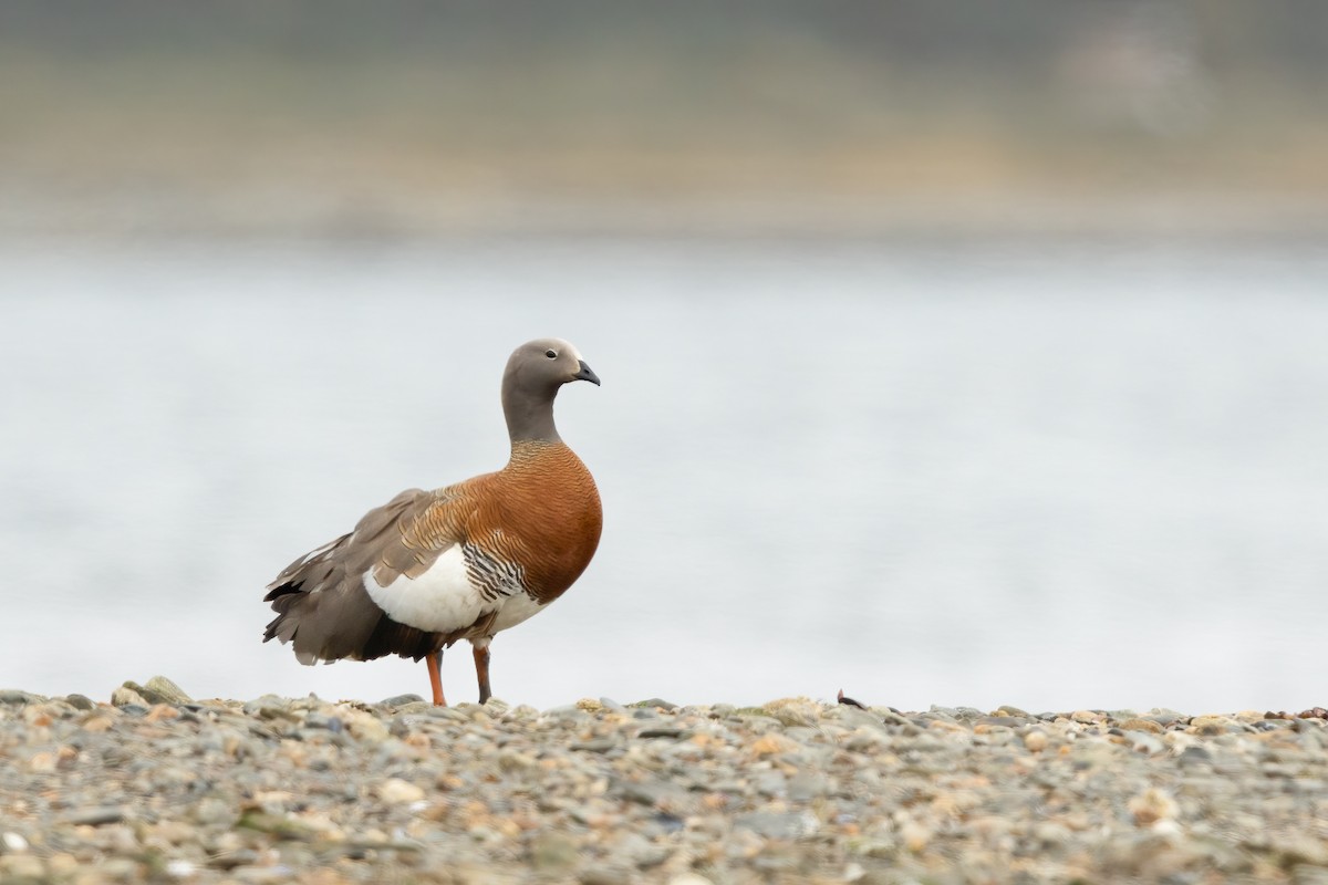 Ashy-headed Goose - Ilya Povalyaev