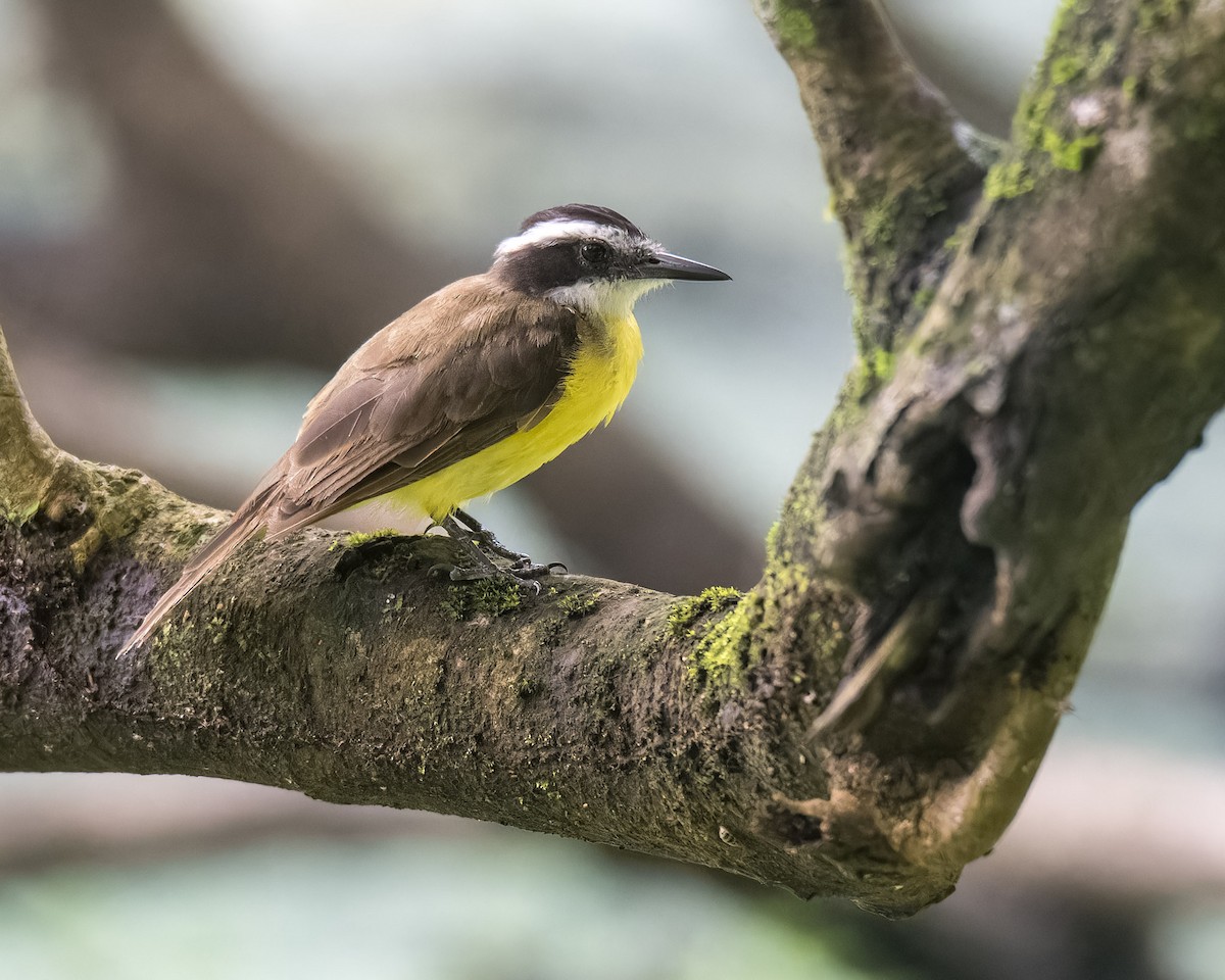 Lesser Kiskadee - ML625217232