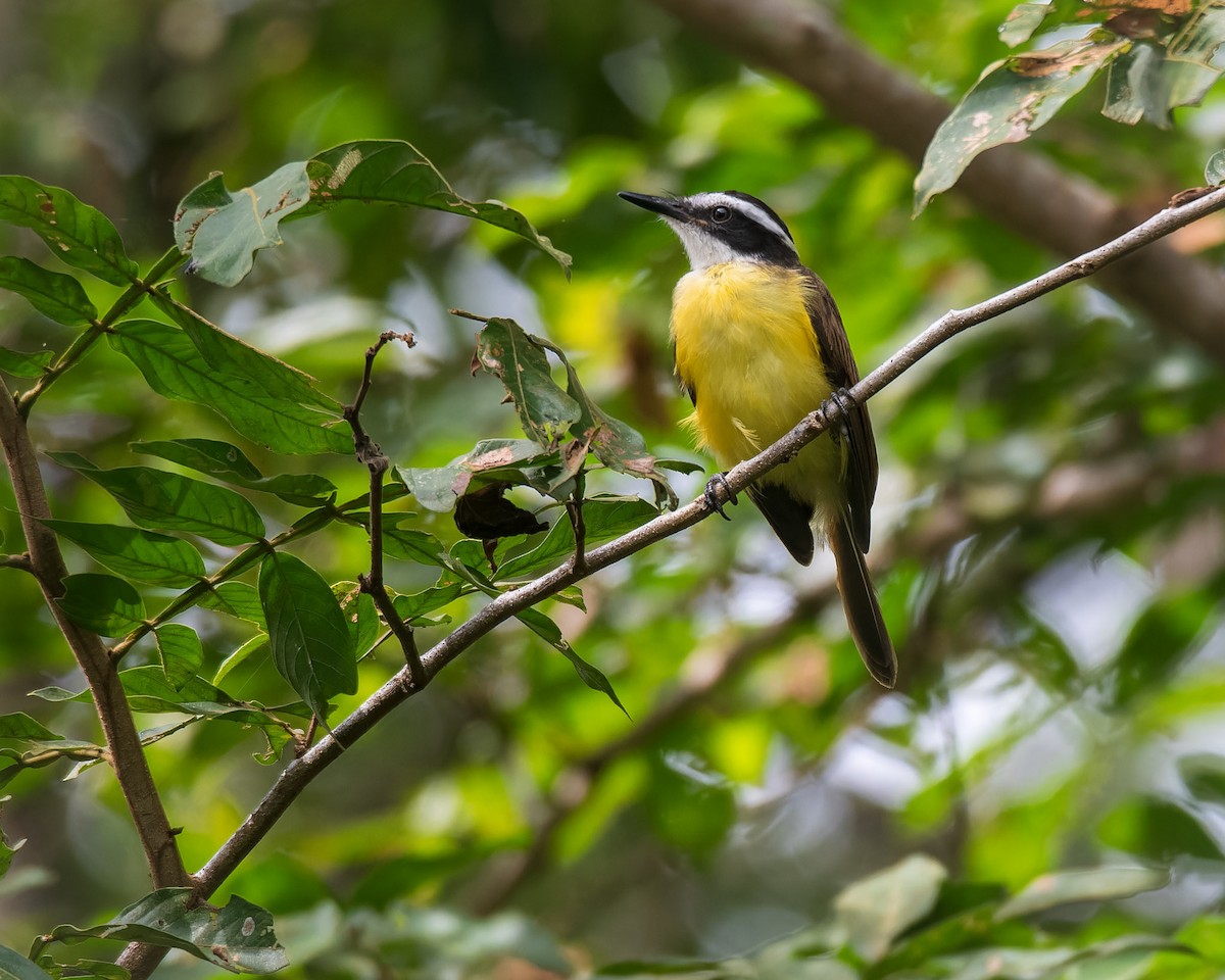 Lesser Kiskadee - Luis Matarrita Soto