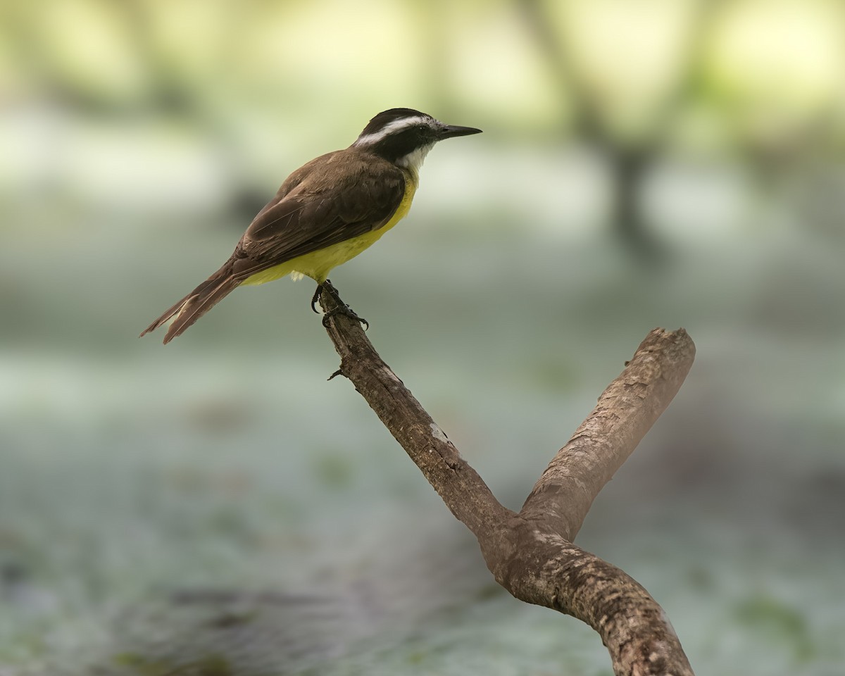 Lesser Kiskadee - ML625217234