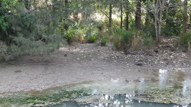 Australian Brushturkey - ML625217336