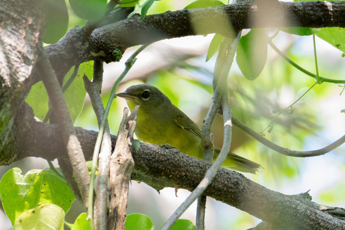 Mourning Warbler - ML625217350