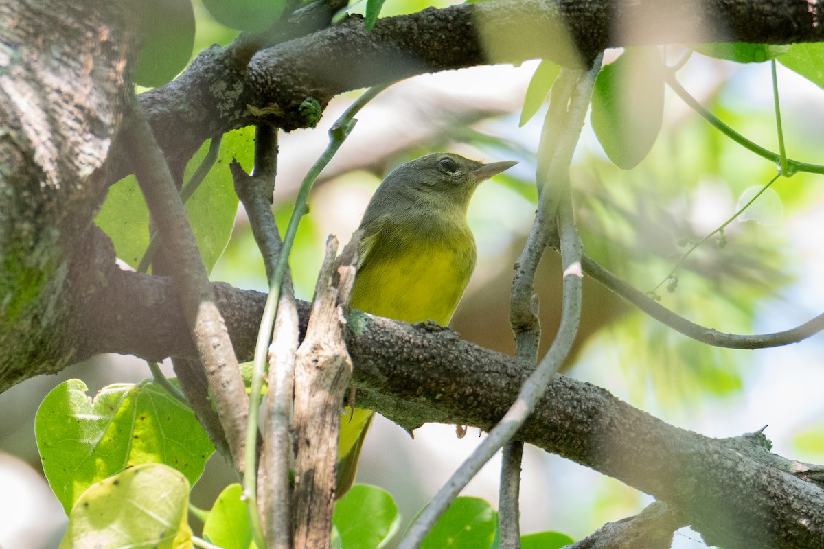 Mourning Warbler - ML625217351