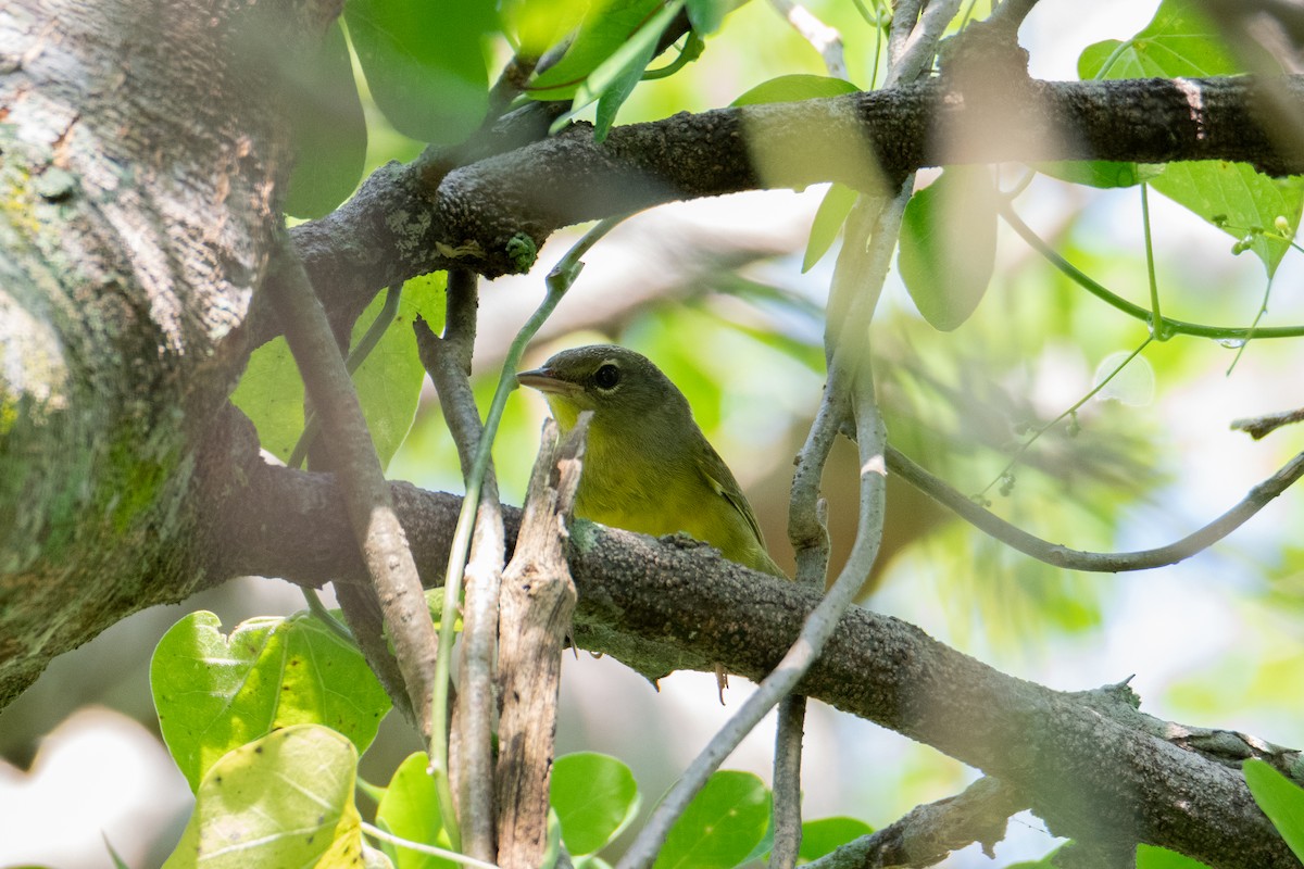 Mourning Warbler - ML625217352