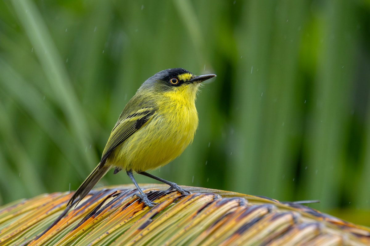 Gray-headed Tody-Flycatcher - ML625217356