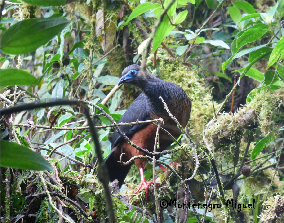 Sickle-winged Guan - ML62521741