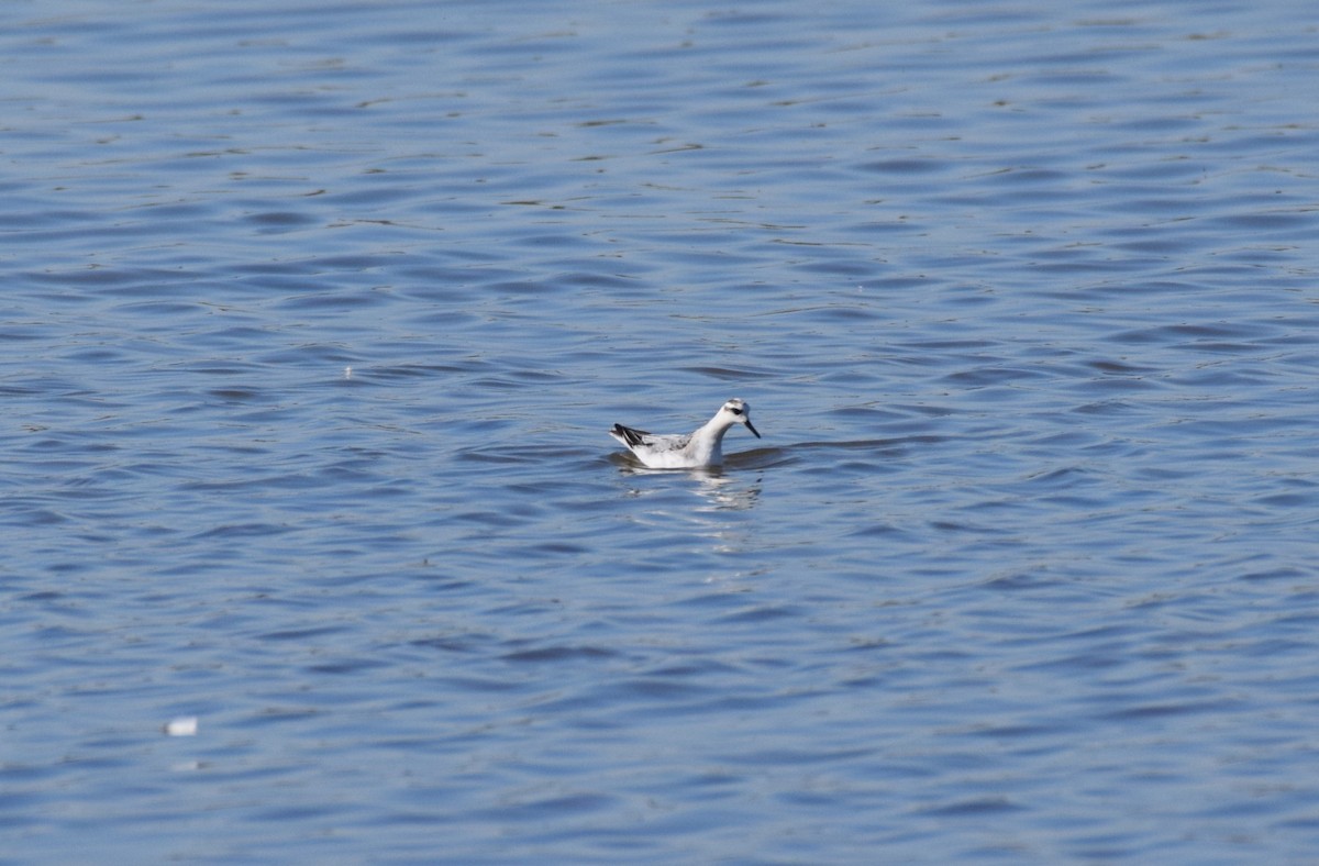 Red Phalarope - ML625217440