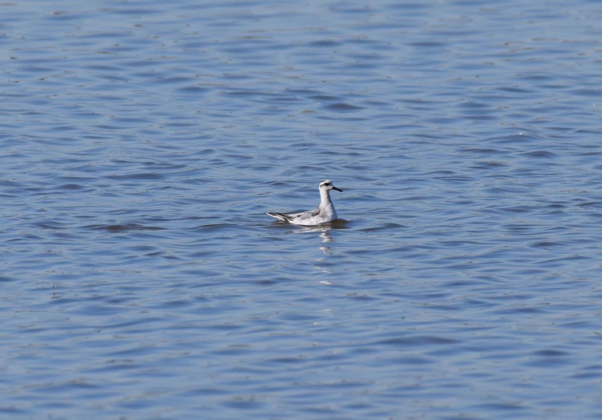 Red Phalarope - ML625217441