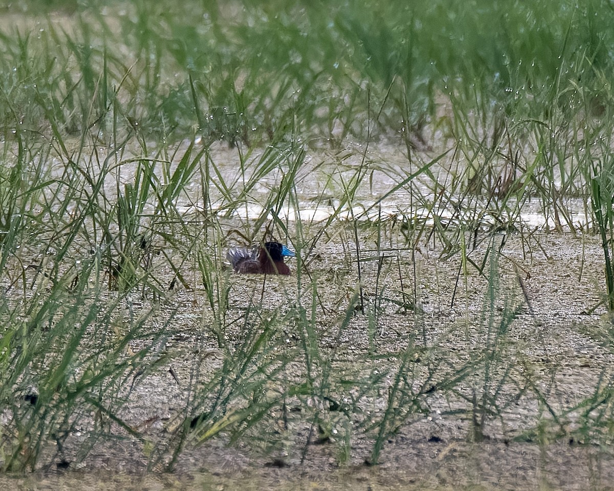 Masked Duck - ML625217453