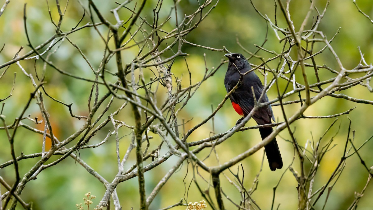 Red-bellied Grackle - ML625217697