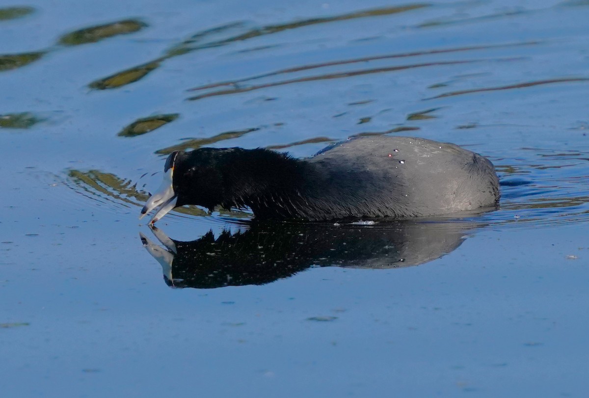 American Coot - ML625217710