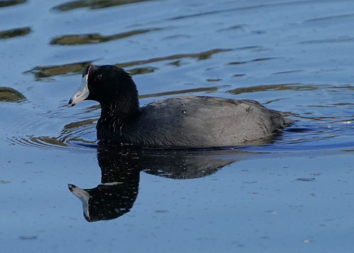 American Coot - ML625217711