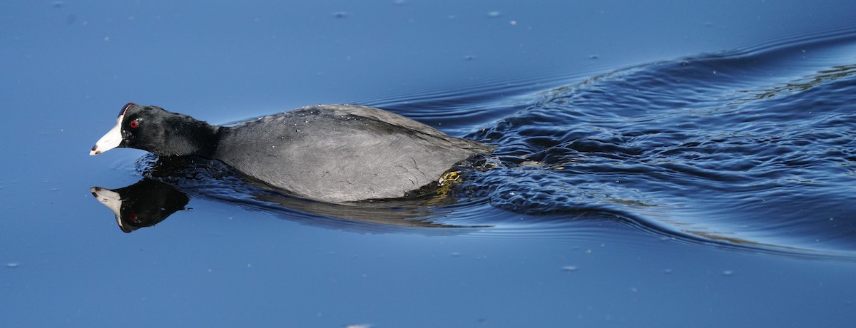 American Coot - ML625217713