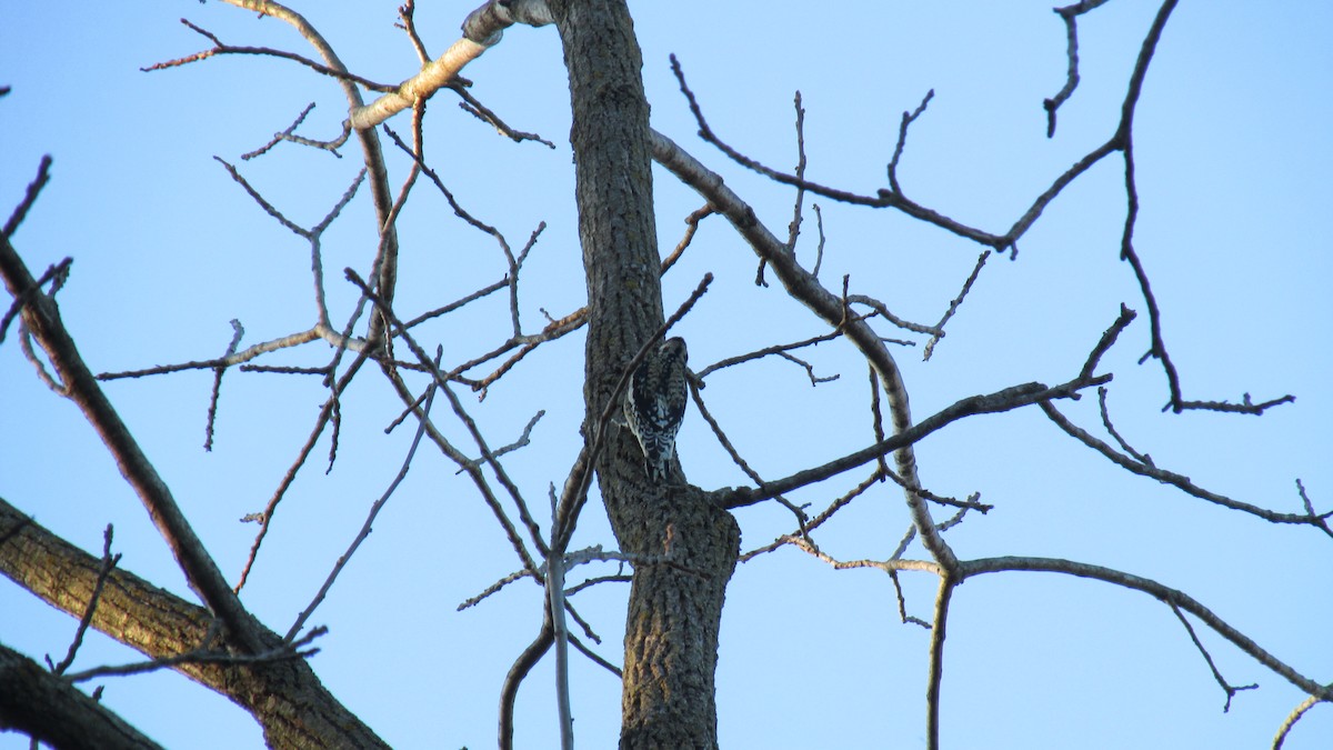 Hairy Woodpecker - ML625217758
