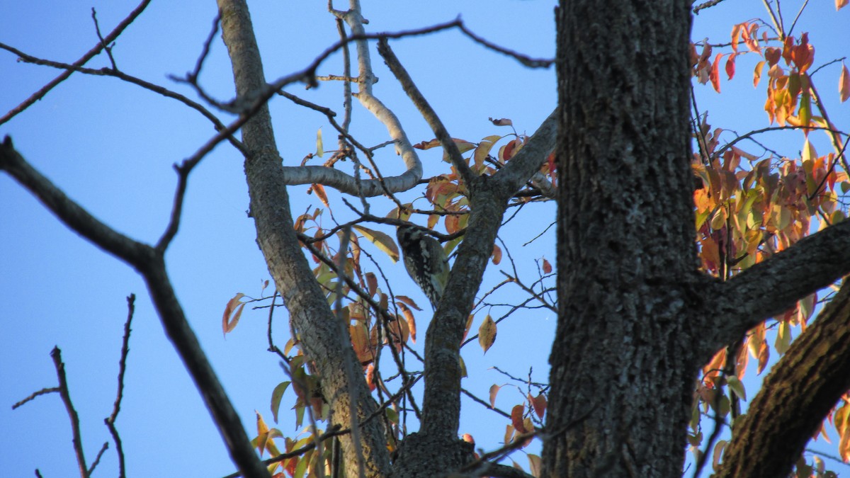 Hairy Woodpecker - ML625217759