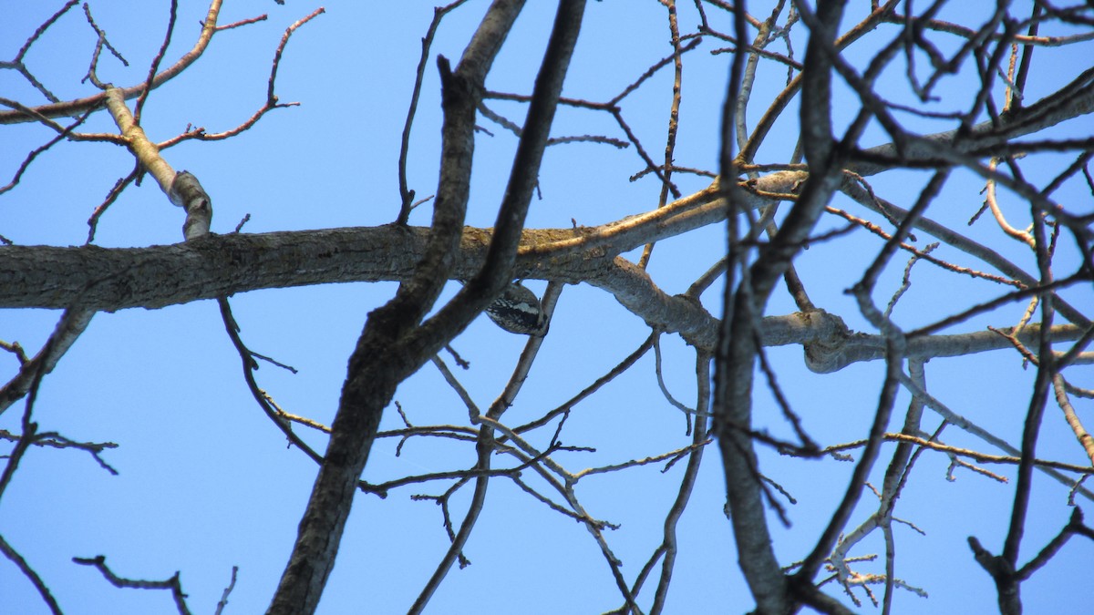 Hairy Woodpecker - ML625217760