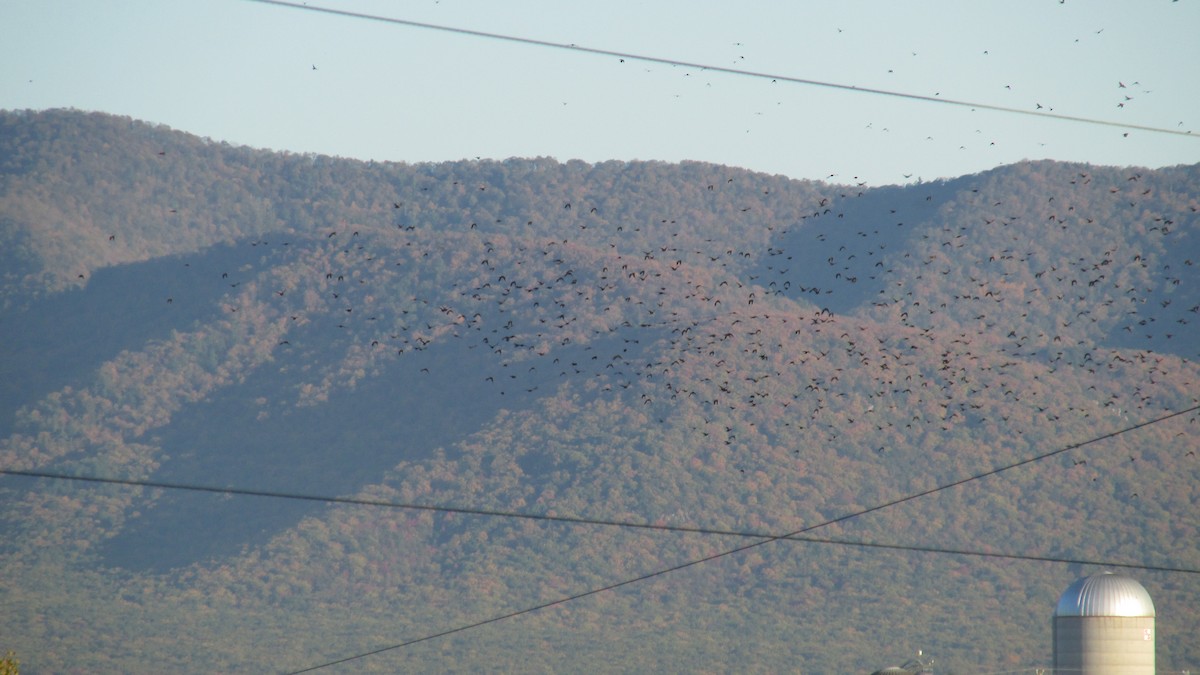 Common Grackle - ML625217820