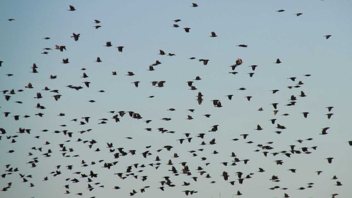 Common Grackle - ML625217821